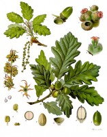 The oak